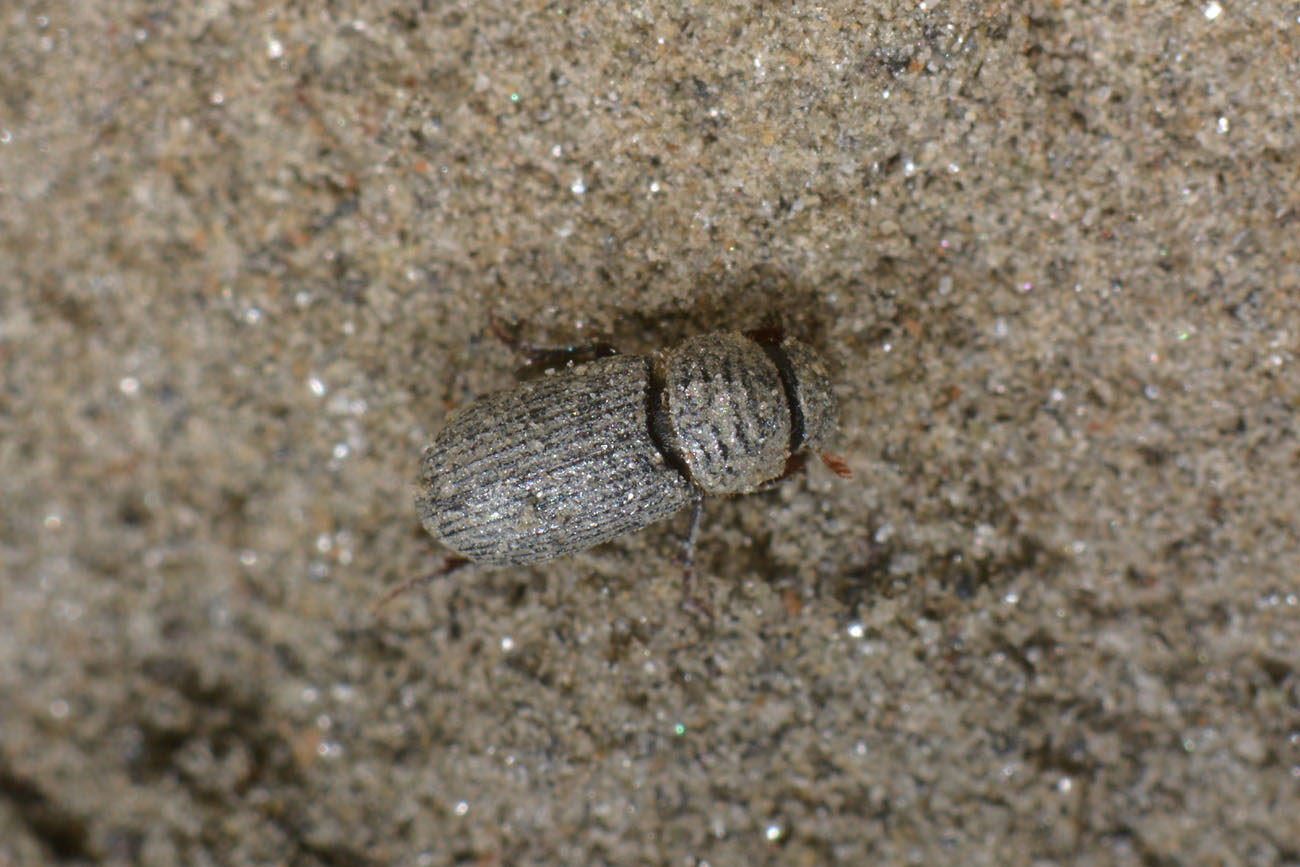 Rhyssemus sp. (Aphodiidae): Rhyssemus cfr. germanus